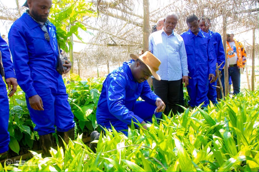 EQUATEUR-MBANDAKA : Le ministre d'État MUHINDO NZANGI impulse la dynamisation des cultures pérennes à WENDJI SECLI, ILEMA et KALAMBA.